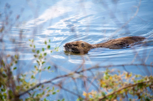 The Return of Beavers in the UK: How Their Reintroduction is Transforming Landscapes and Land Management