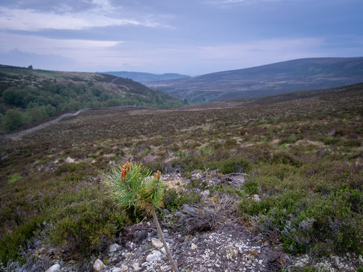 A young pine tree grows on a rocky hillside, its roots deeply entwined with the earth, overlooking a vast, rolling landscape under a cloudy sky.