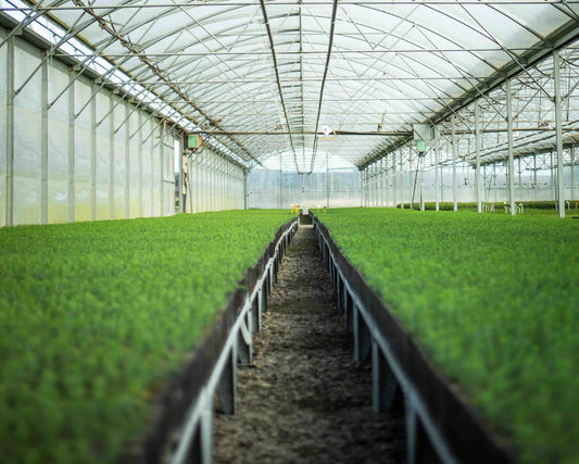 Where tree planting begins: Insights from UK tree nurseries