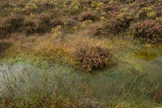 Field Notes from the Bogs: A Personal Perspective on Peatland Projects