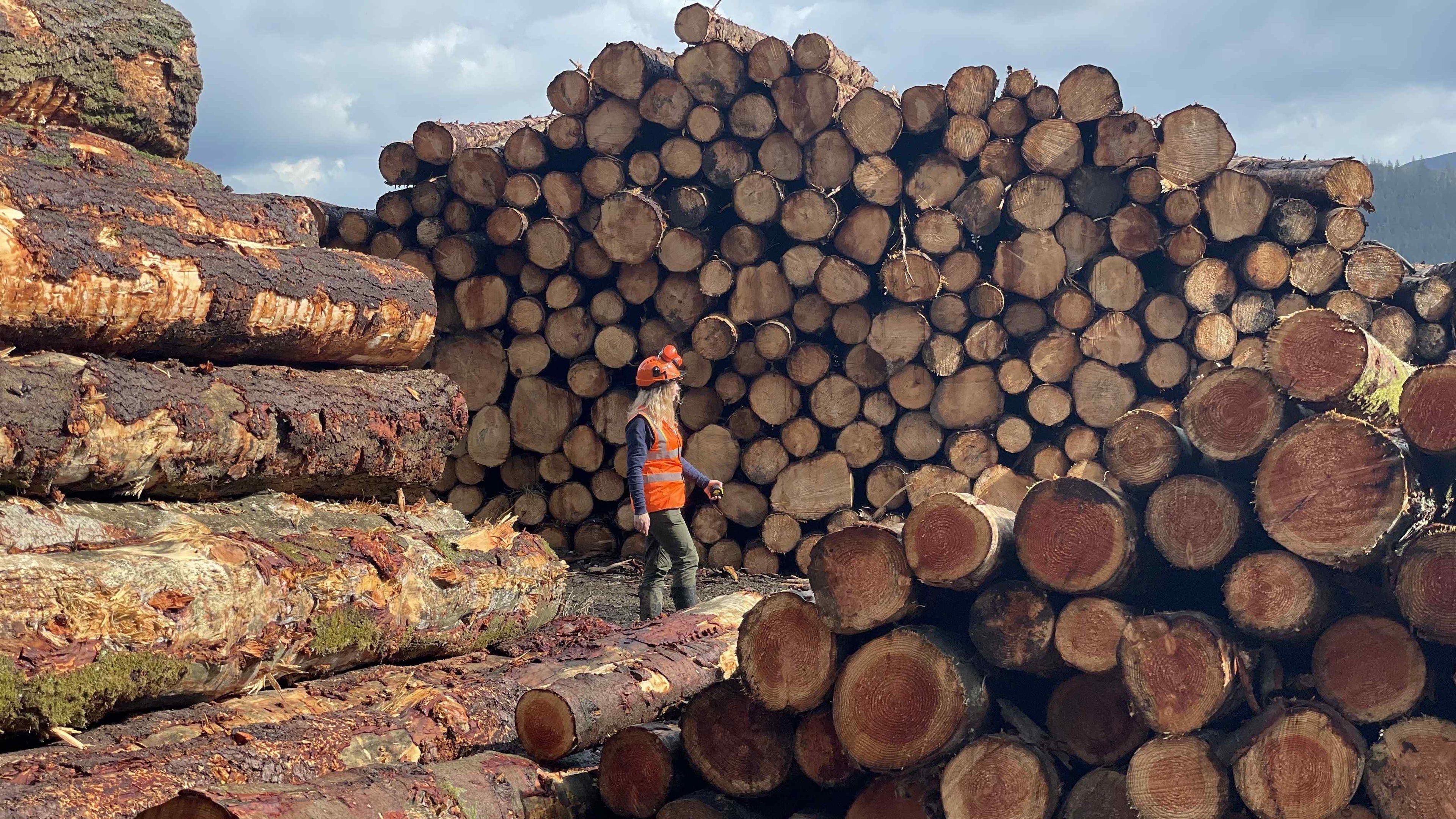 Women in forestry: careers, insights, and advice
