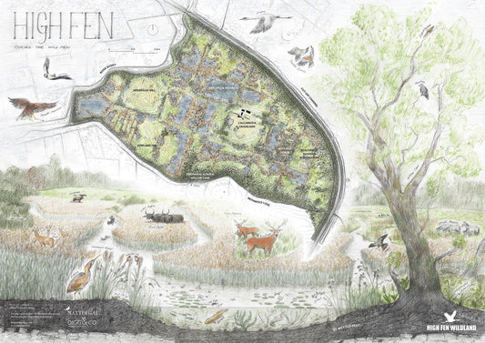 Illustrated map of High Fen wildlife area, showing pathways, ponds, and diverse wildlife including birds, deer, and trees, with labels and a compass rose on the top right.