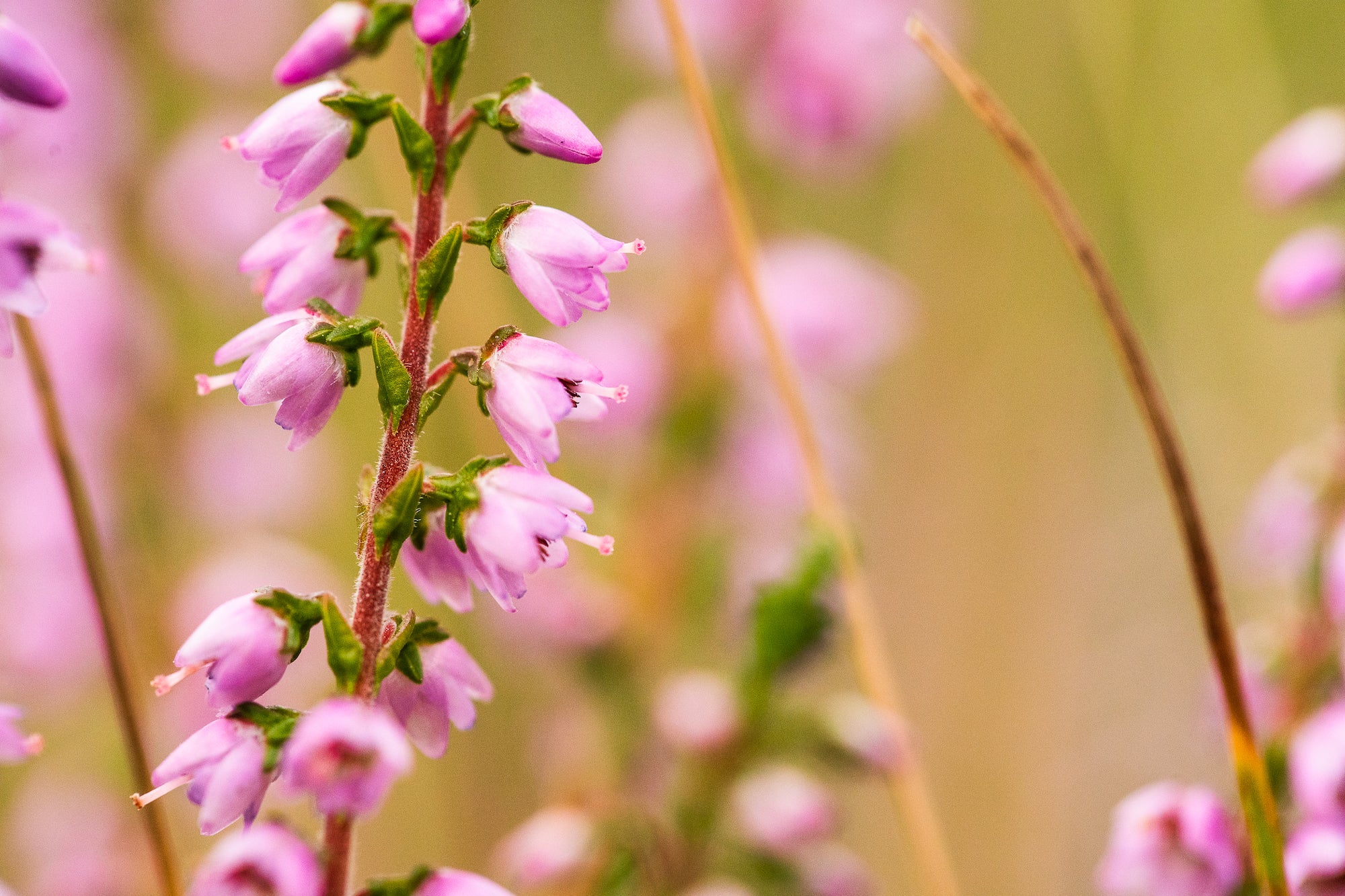 Close-up of pink flowers, creating habitat for biodiversity.