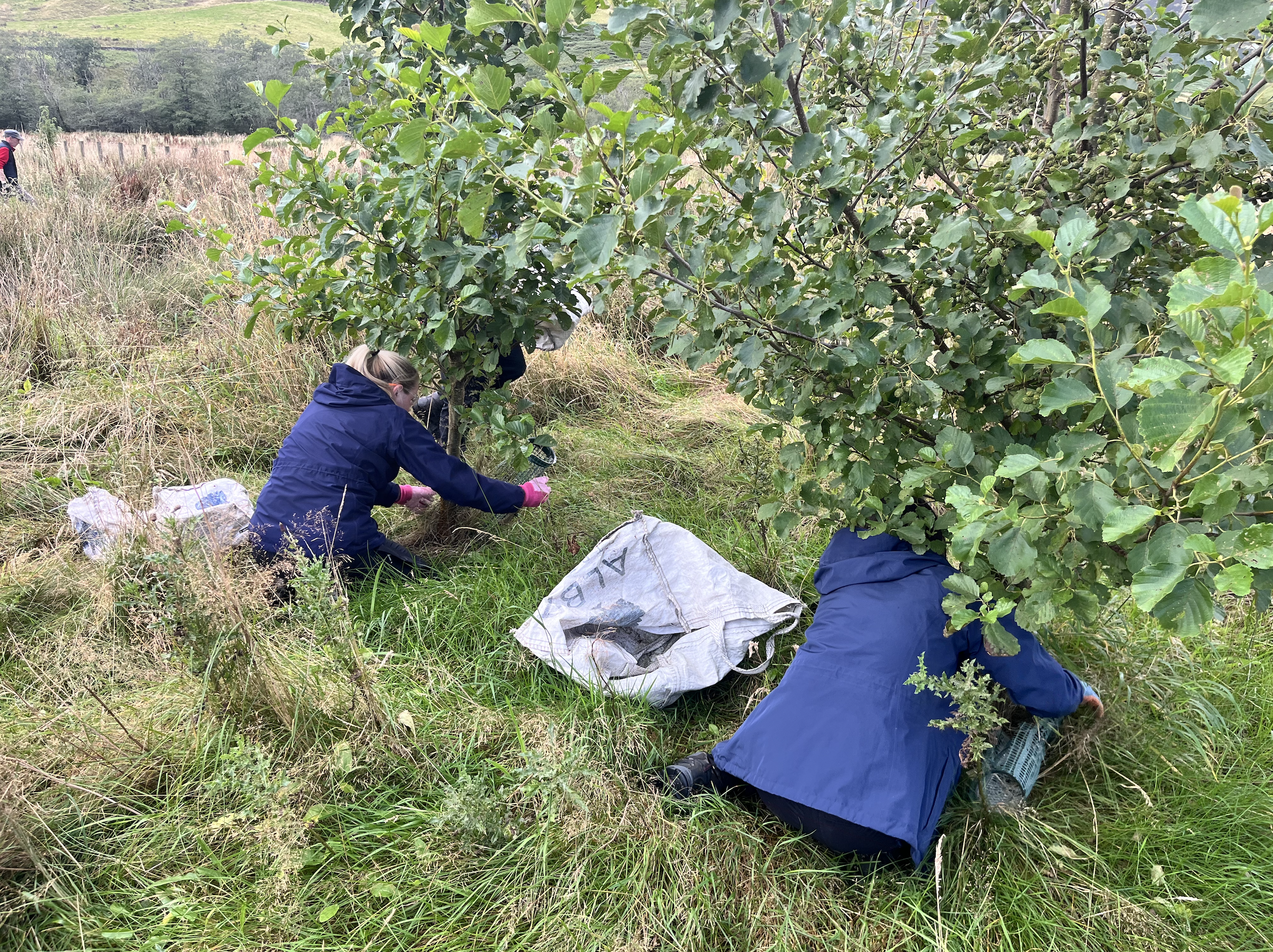 In a grassy field, two people in blue jackets are removing plastic tree guards ,showcasing a strong sense of community involvement with this woodland project.