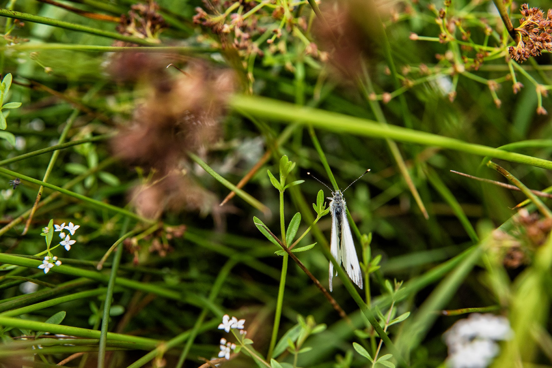 A small white butterfly rests on green leaves among other greenery and small white flowers, showcasing its delicate presence in its natural habitat.