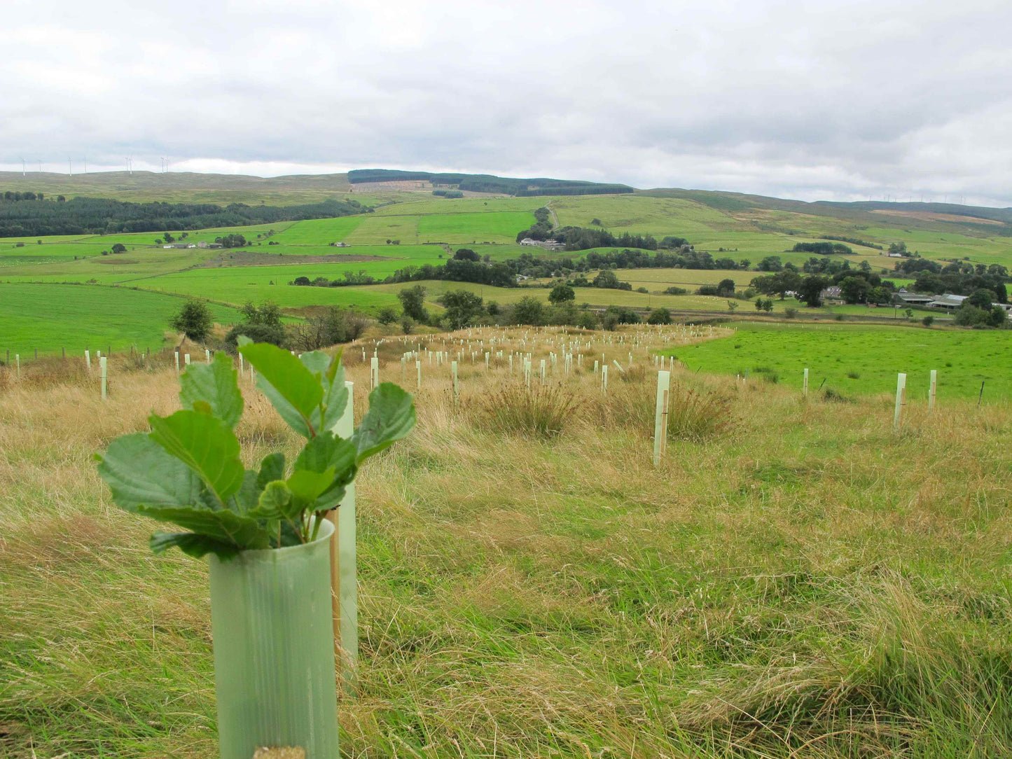 A young green plant in a translucent protective tube stands in a grassy field, with a wide view of rolling green hills and cloudy skies in the background.