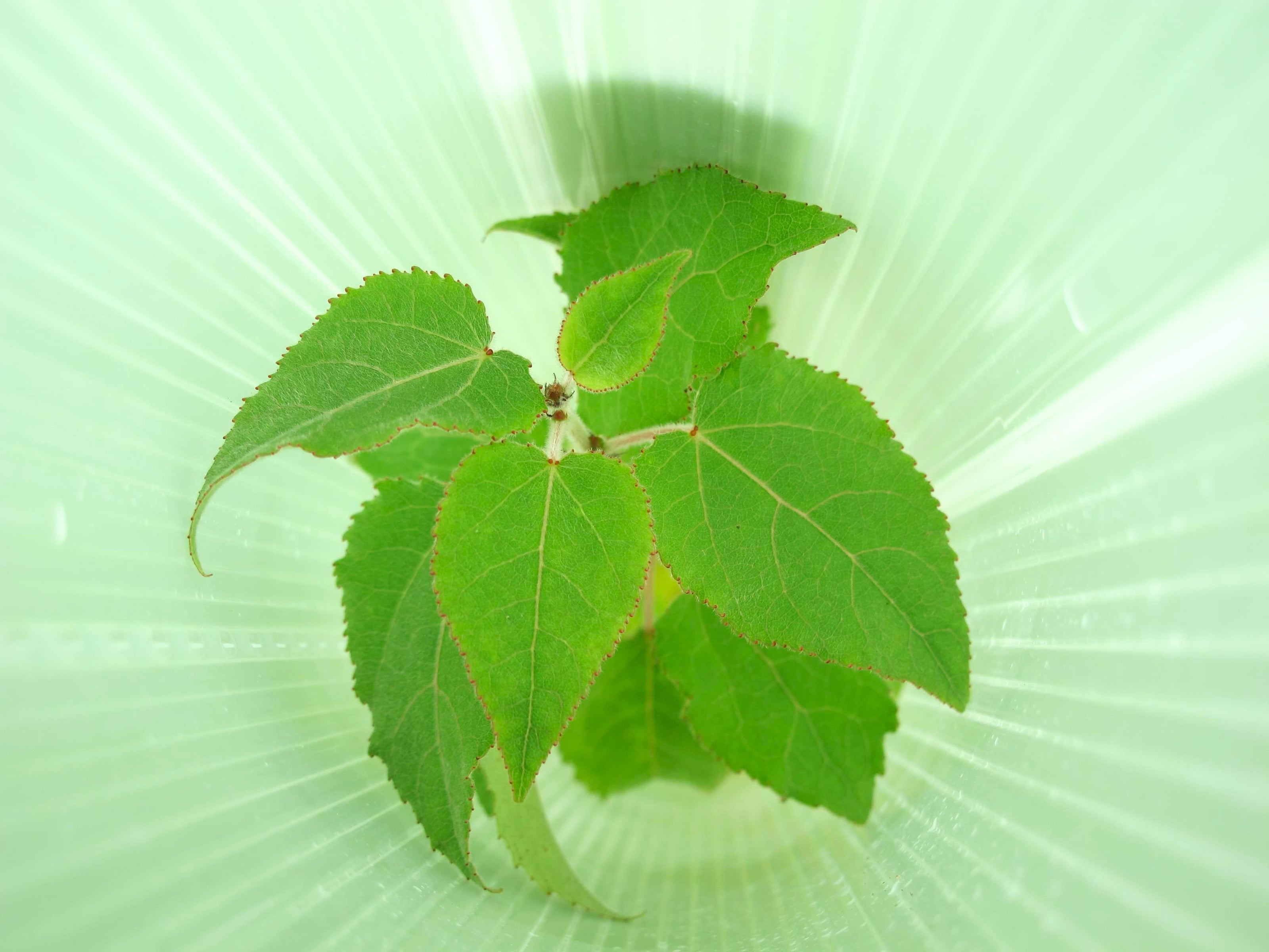 A small green leafy plant growing in a clear plastic pot on a light green sunburst background.