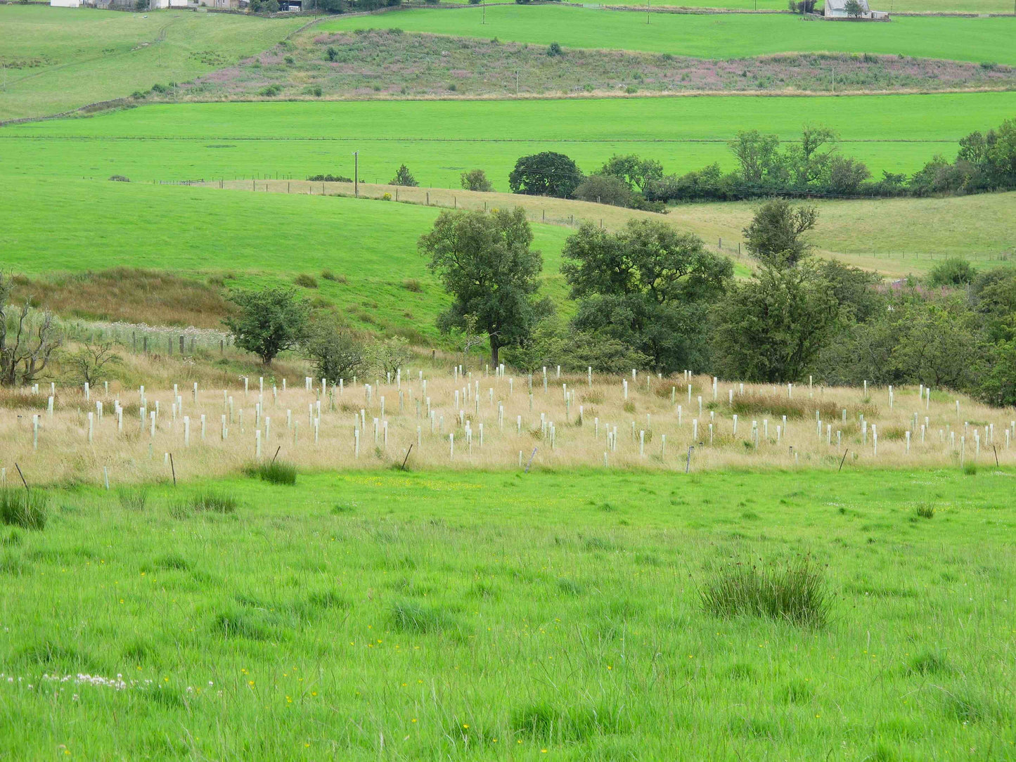 A wide rural landscape with bright green fields, scattered trees, and a field of small white stakes or posts in the midground.