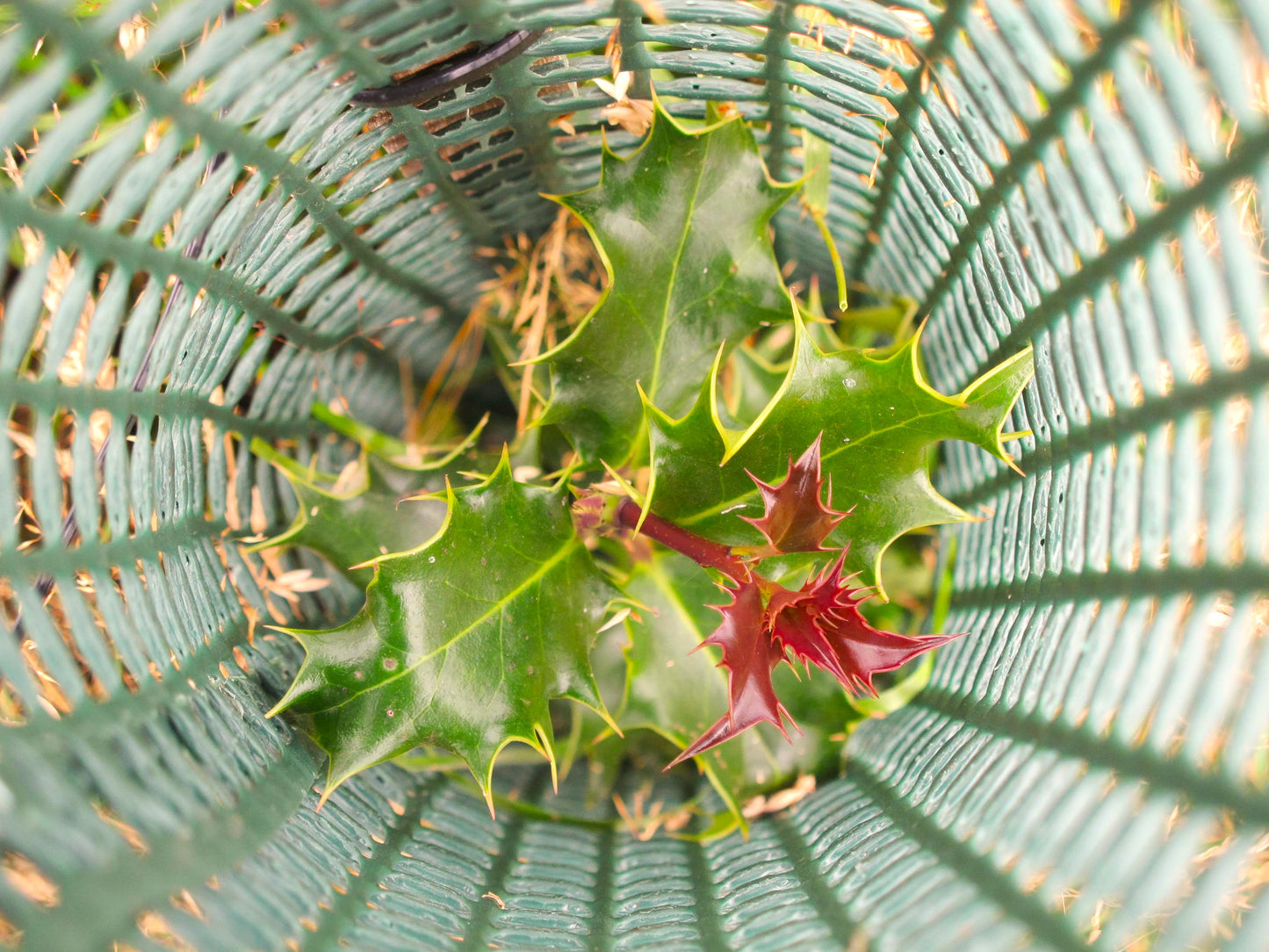 A close-up top-down view of a green holly plant with spiky leaves and small red berries growing inside a light blue-green plastic slatted container.