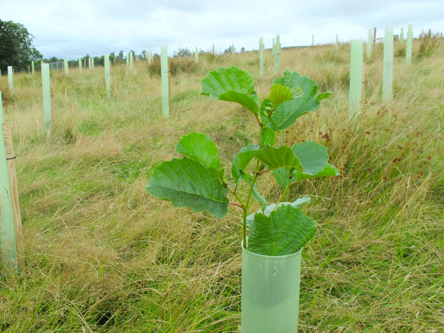A young green tree sapling with large heart-shaped leaves growing in a translucent light green protective tube, set in a grassy field with other similar tubes and posts visible in the background.