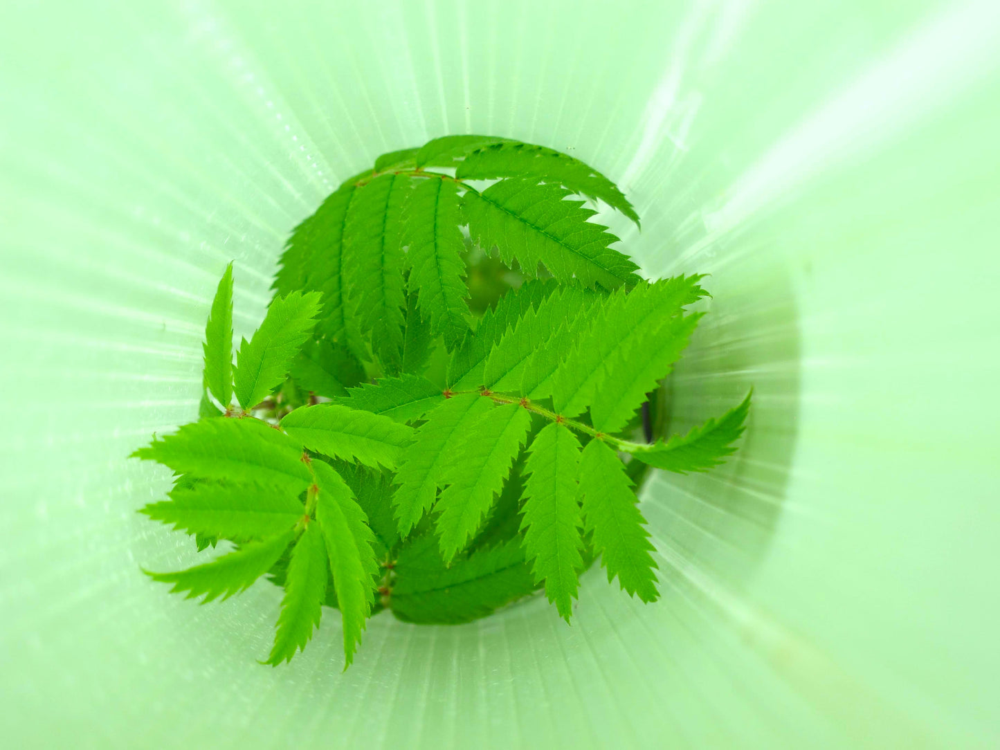 A close-up of a small green leafy plant growing inside a translucent light green dome or container, photographed from above against a bright green background with soft radial light effects.