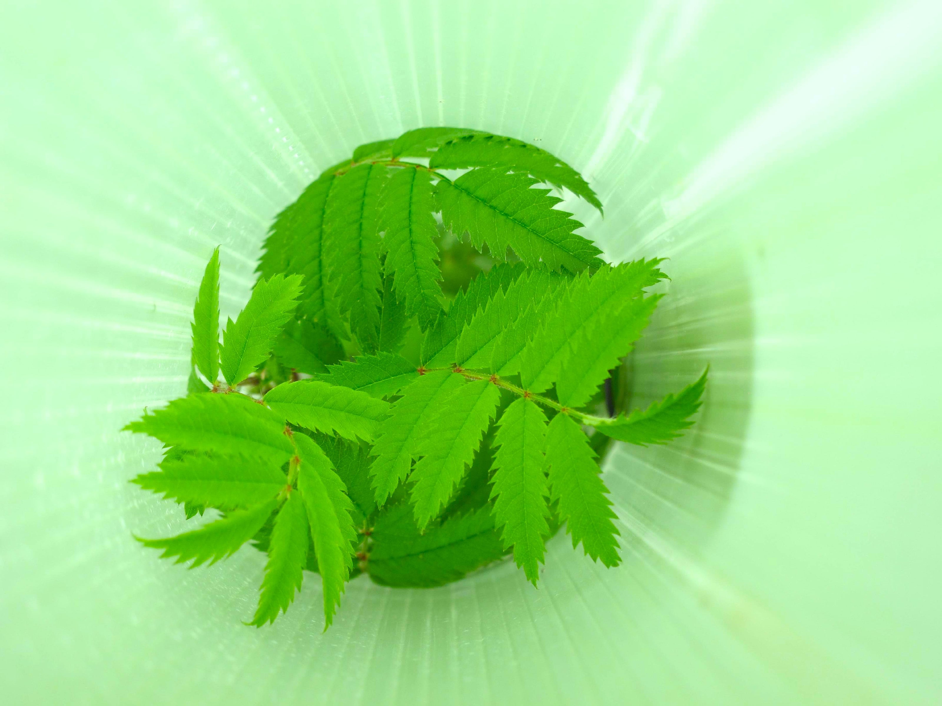 A close-up of a small green leafy plant growing inside a translucent light green dome or container, photographed from above against a bright green background with soft radial light effects.