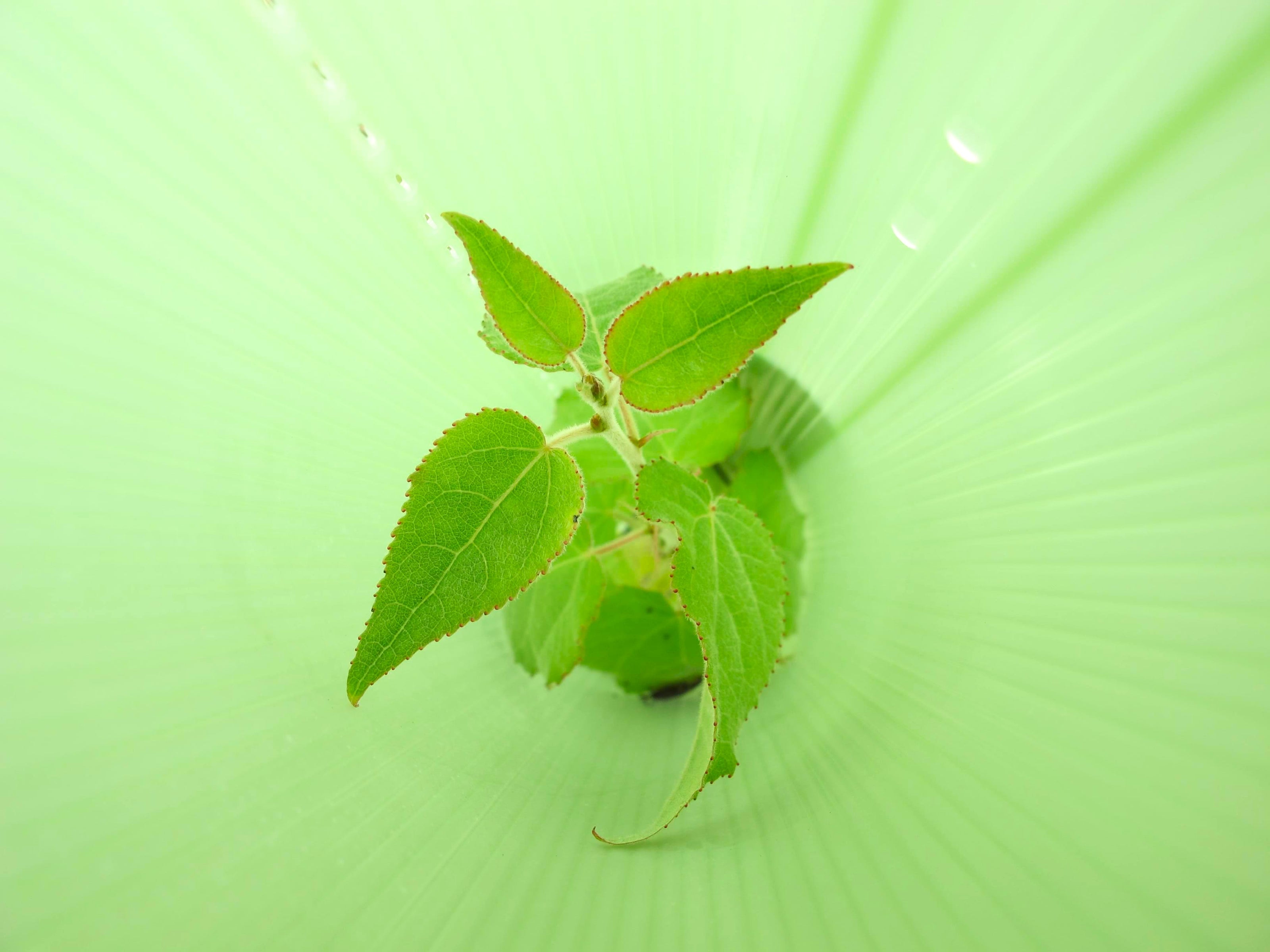 A small green leafy plant growing upward from the center of a translucent light green dome or tunnel, with water droplets visible on the curved surface.
