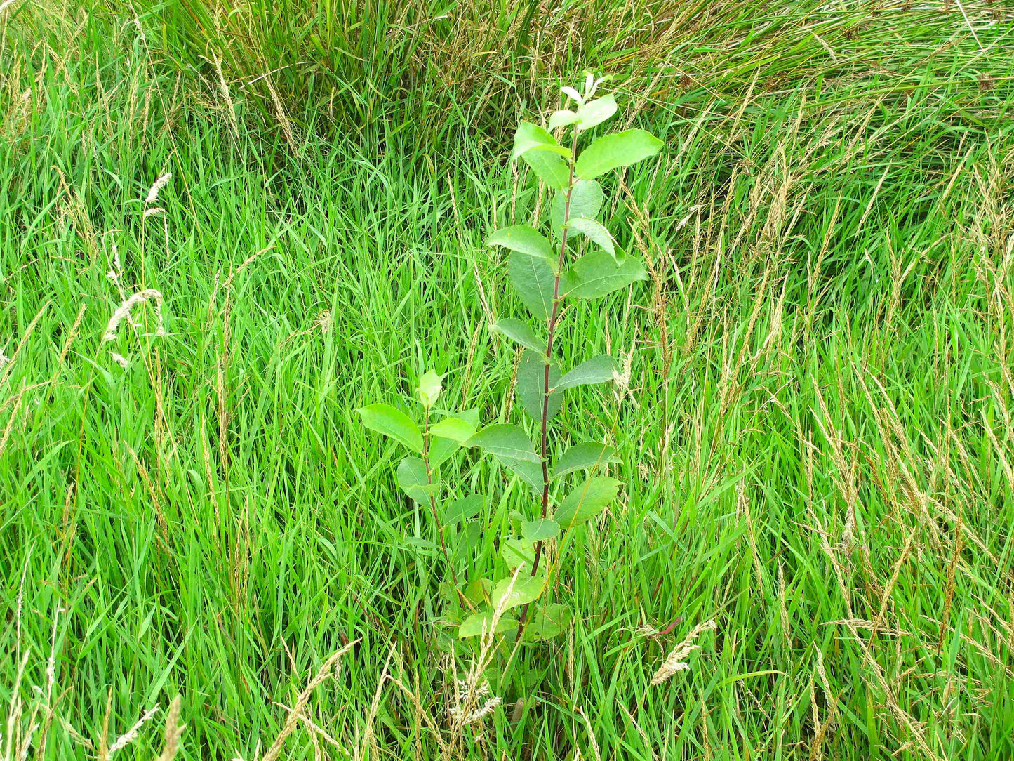 A young green plant with oval-shaped leaves growing in tall green and tan grass.