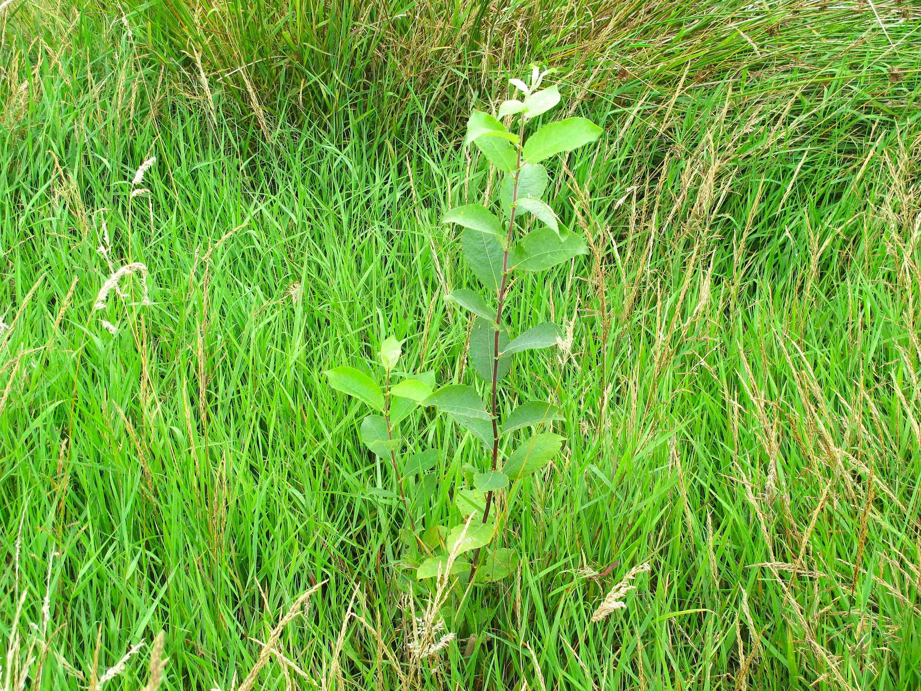 A young green plant with oval-shaped leaves growing in tall green and tan grass.