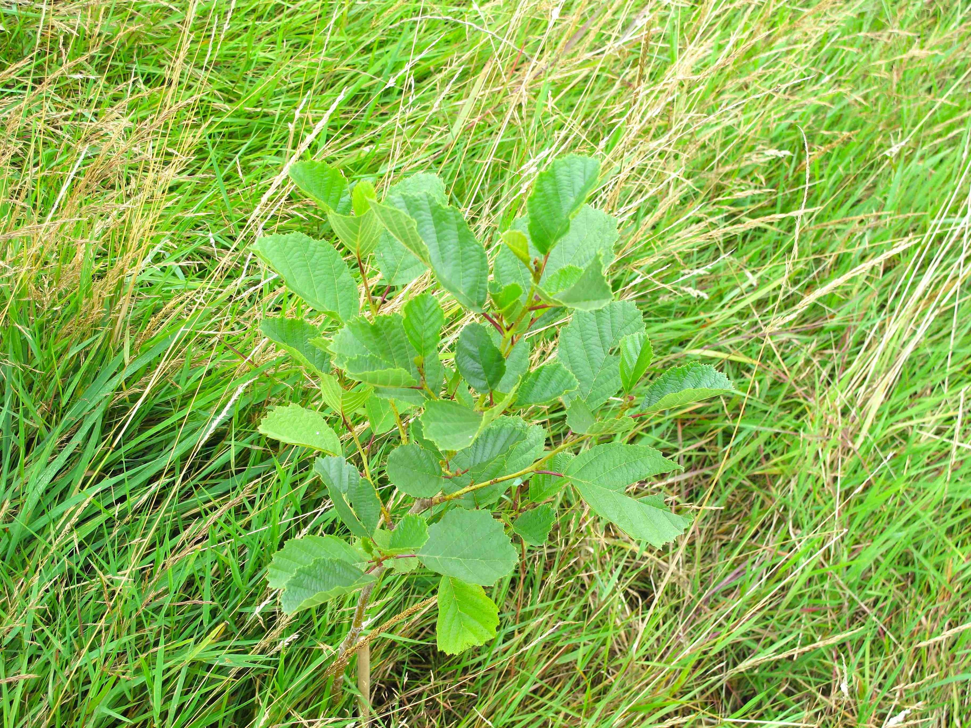 A small green leafy plant growing in tall green and dry beige grass.