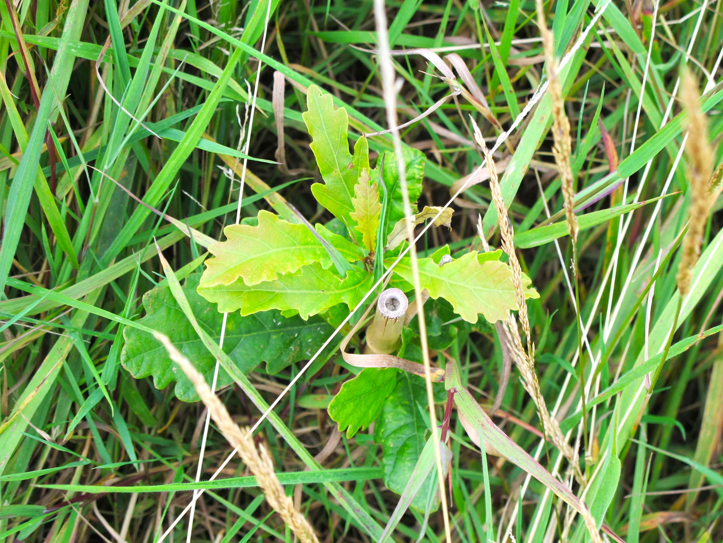 A close-up shot of a green leafy plant growing in tall grass, with a small dried flower bud visible near the center.