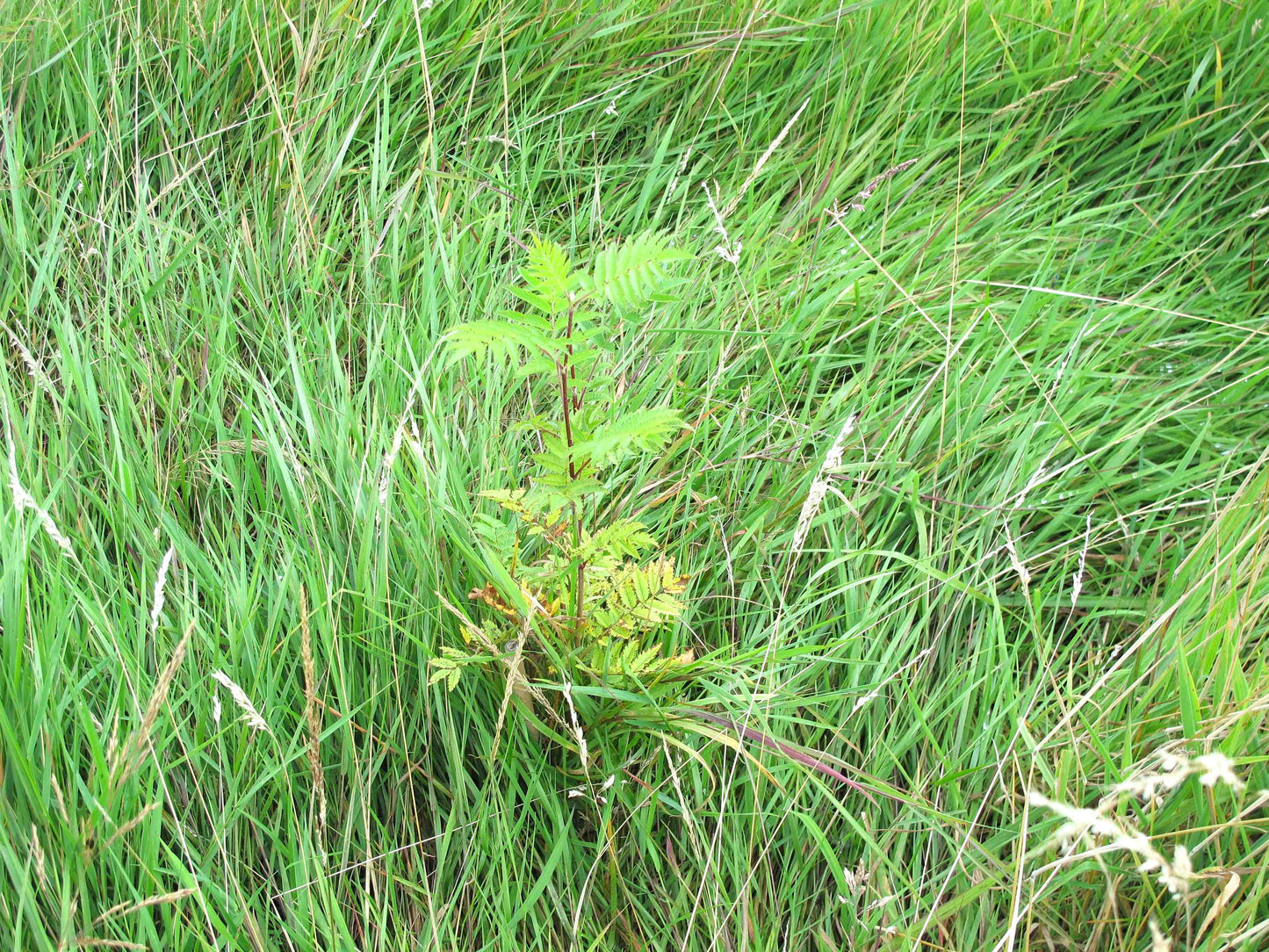 A small green leafy plant growing among tall green grass in an outdoor field.
