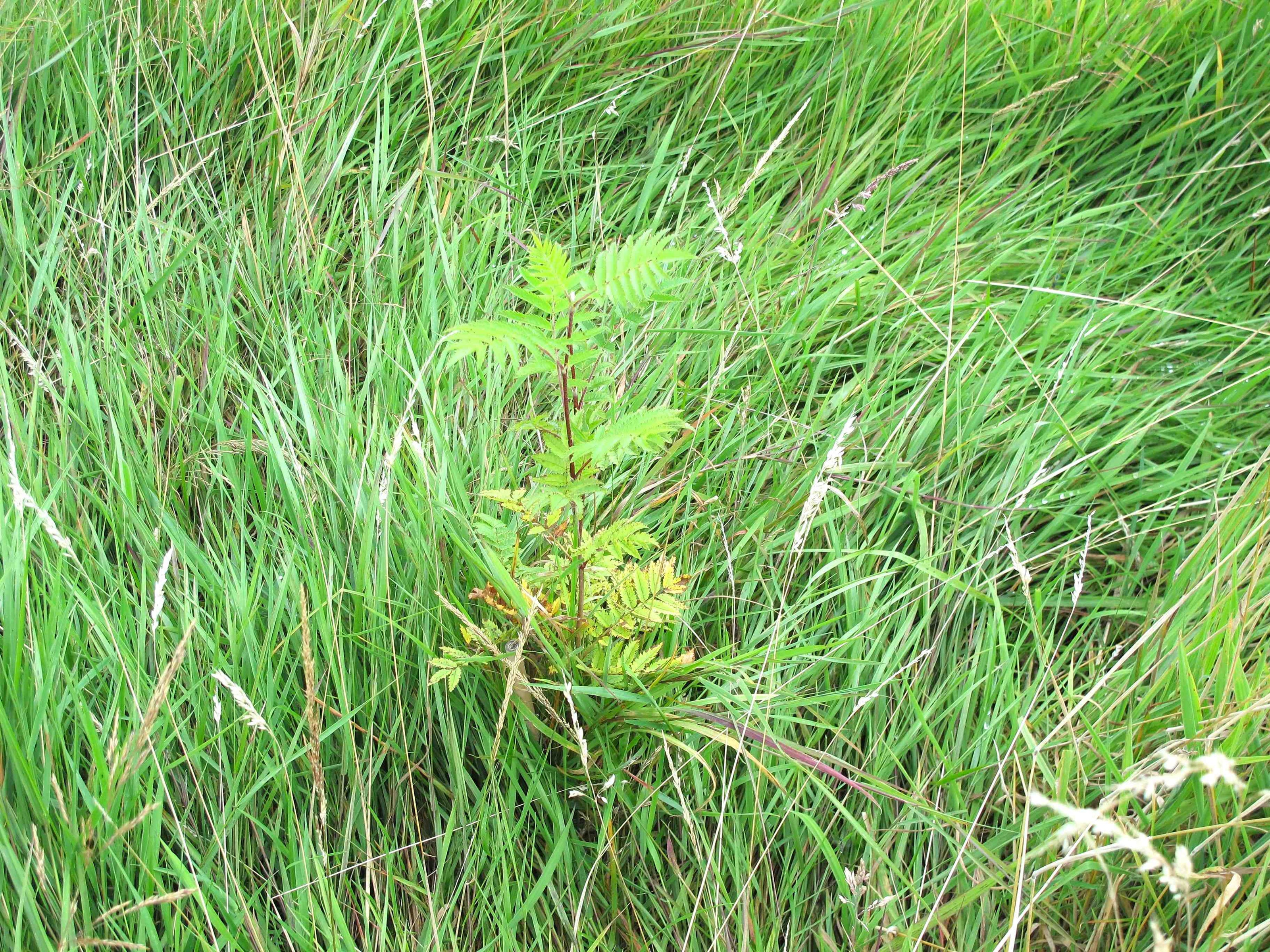 A small green leafy plant growing among tall green grass in an outdoor field.