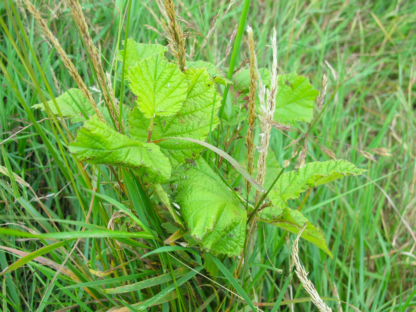 A green leafy plant growing in a grassy field, surrounded by tall green and tan grasses.