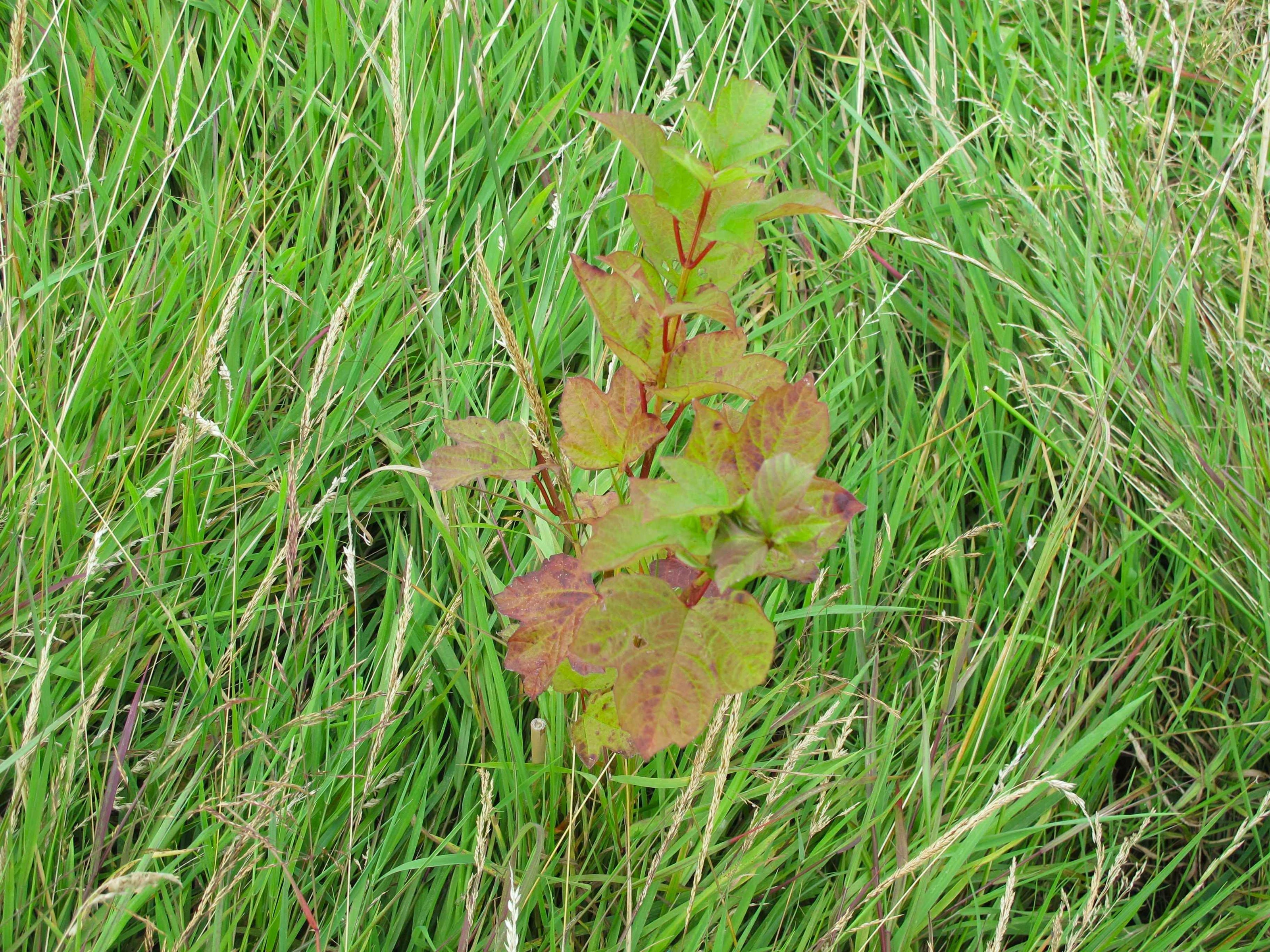 A small green and reddish plant growing in tall green grass.