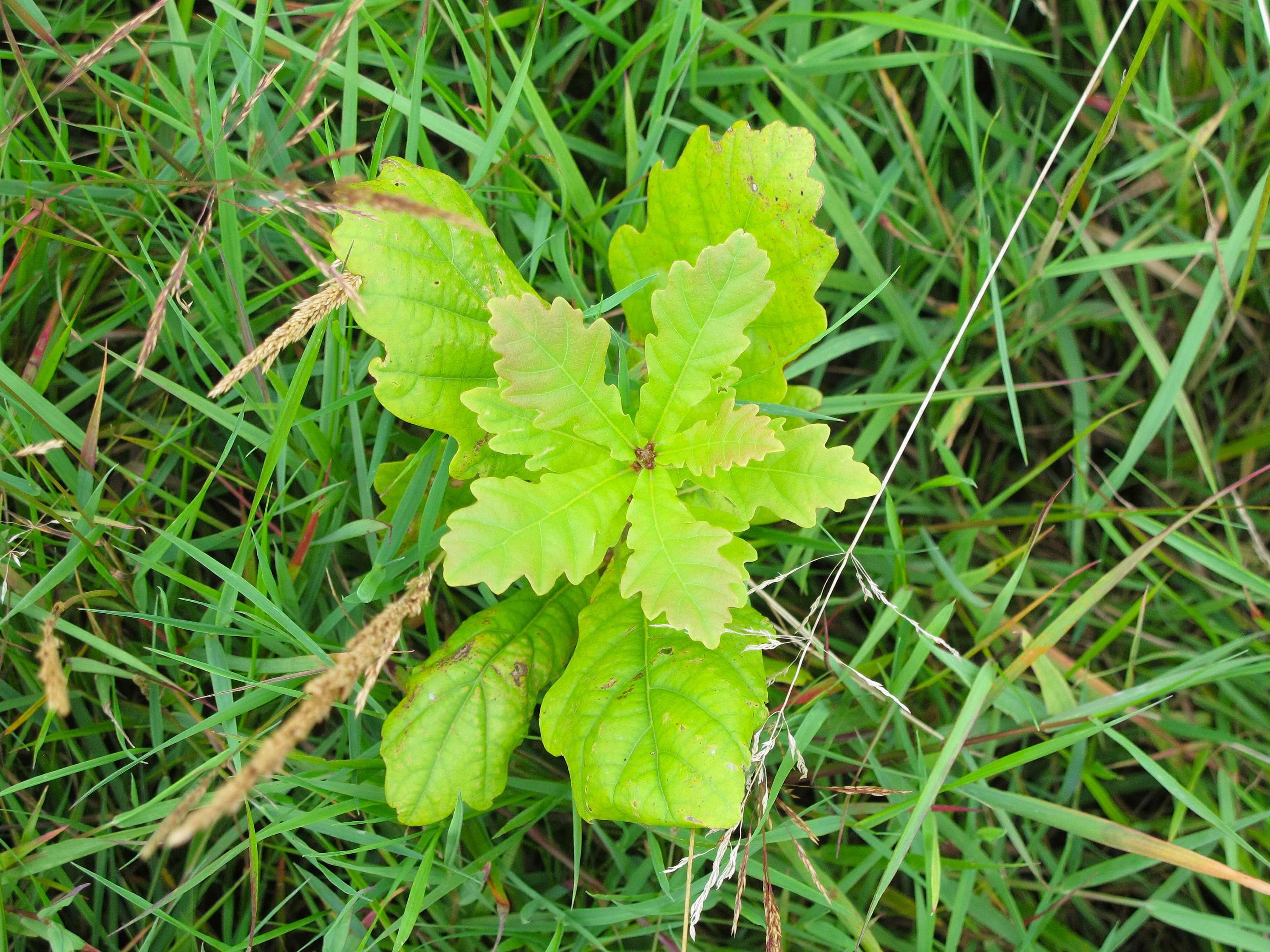 A young green oak sapling with lobed leaves growing in a grassy field.