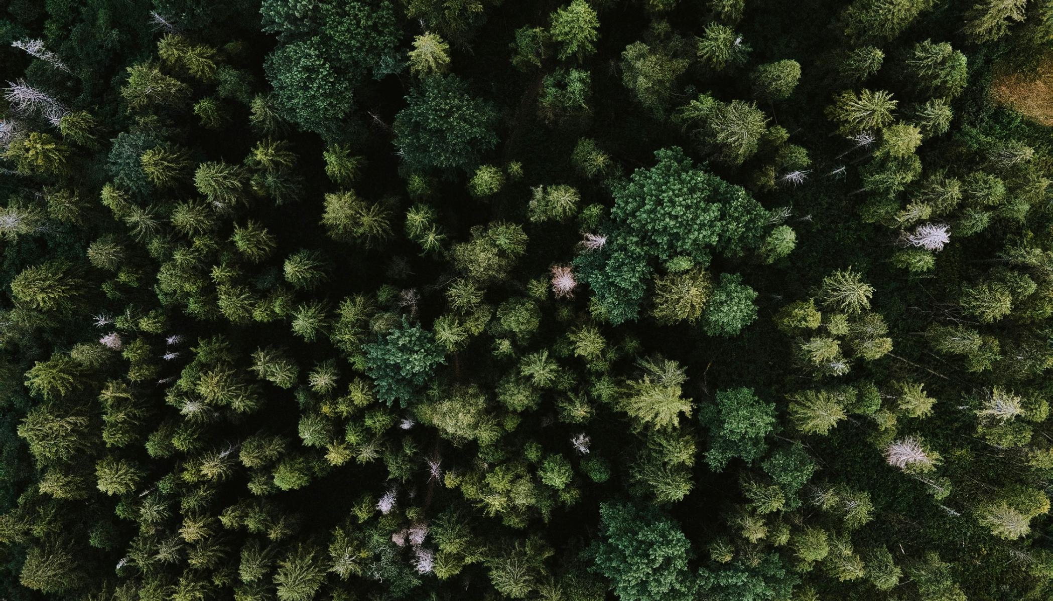 An aerial view of dense green forest, showcasing various tree species, representing woodland conservation, carbon sequestration, and biodiversity enhancement.