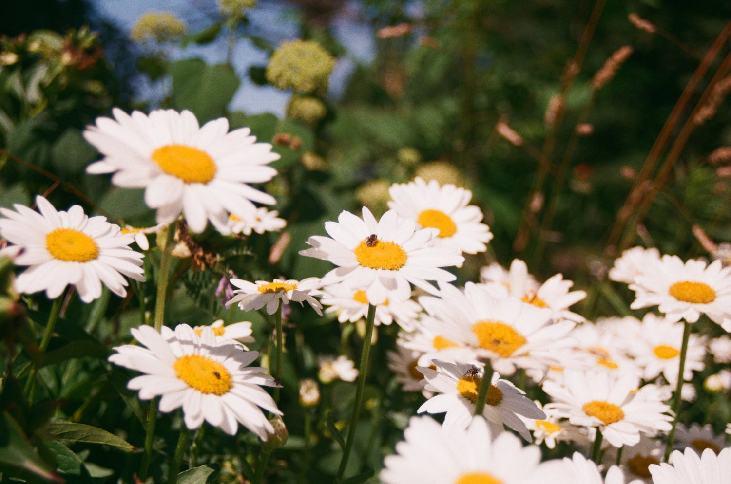 White and yellow flowers offer pollen to bees