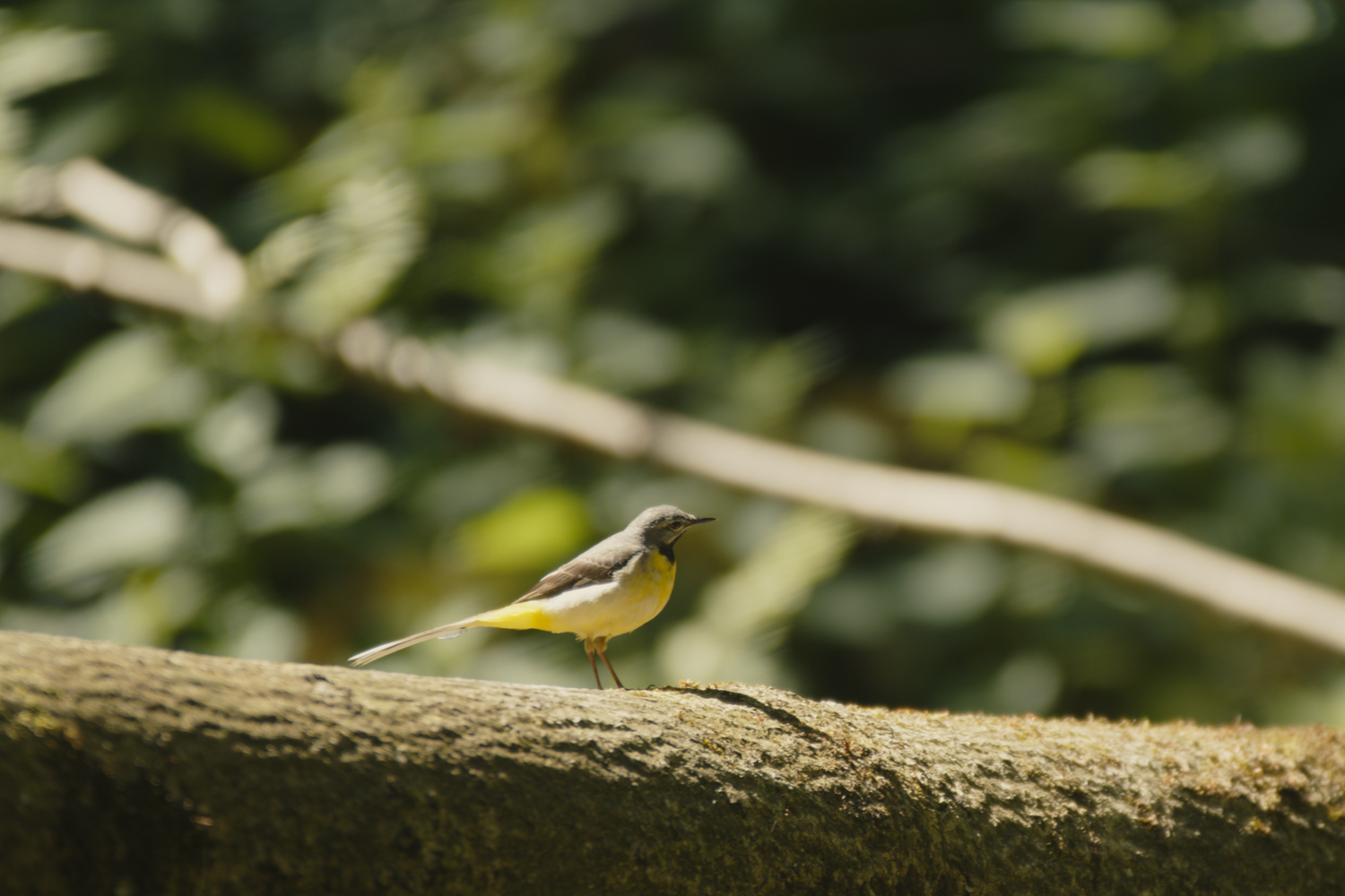 Yellow and grey bird sits on branch in forest, demonstrating habitat creation and biodiversity.