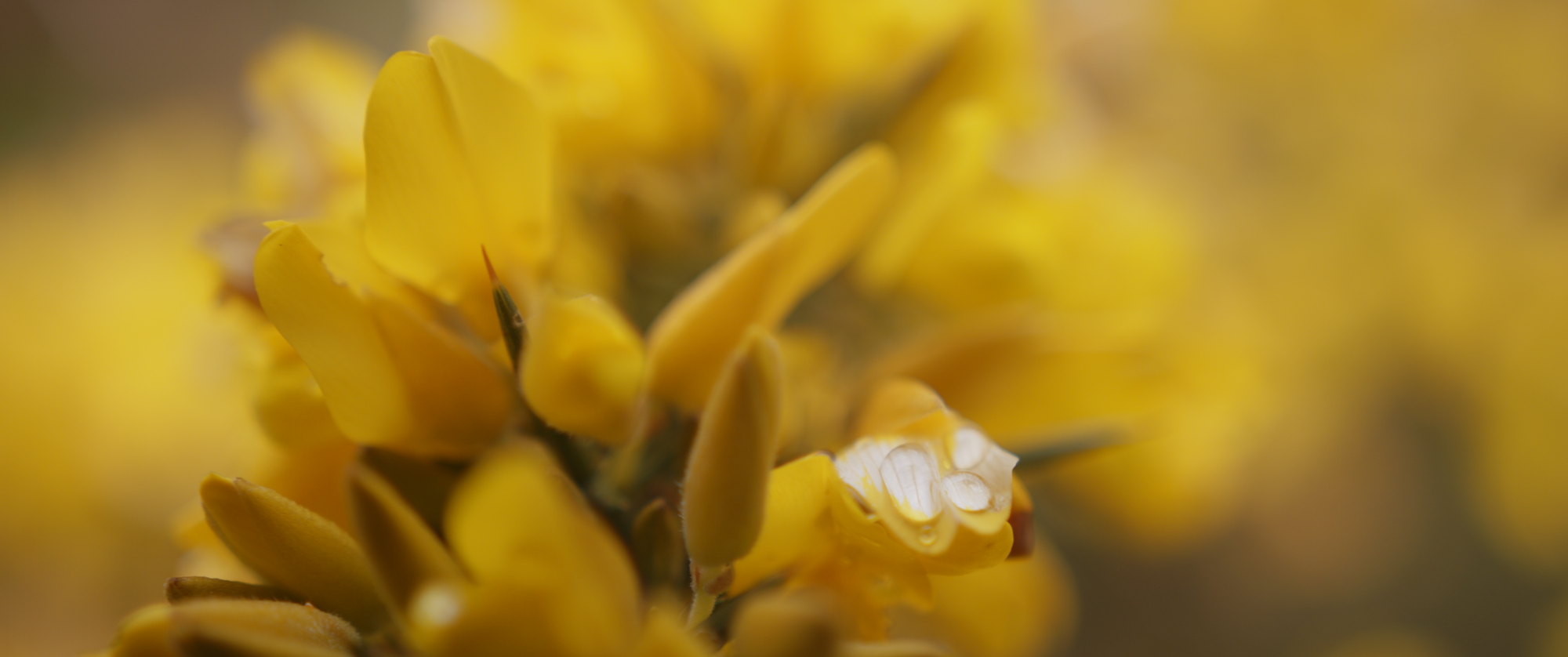 Load video: A summery, video celebrating everything we have, right here, in the UK.