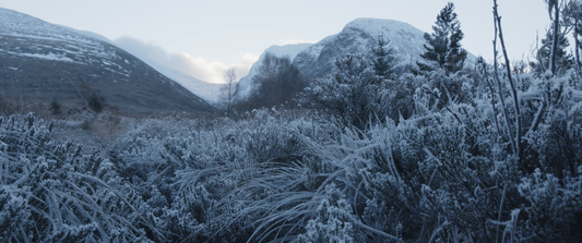 Frost-covered shrubs in the foreground with snow-capped mountains and a cloudy sky in the background.