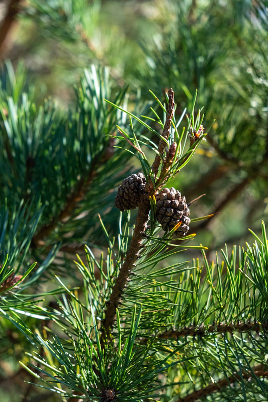 close up of pine cones on a young scots pine - part of a woodland carbon code project