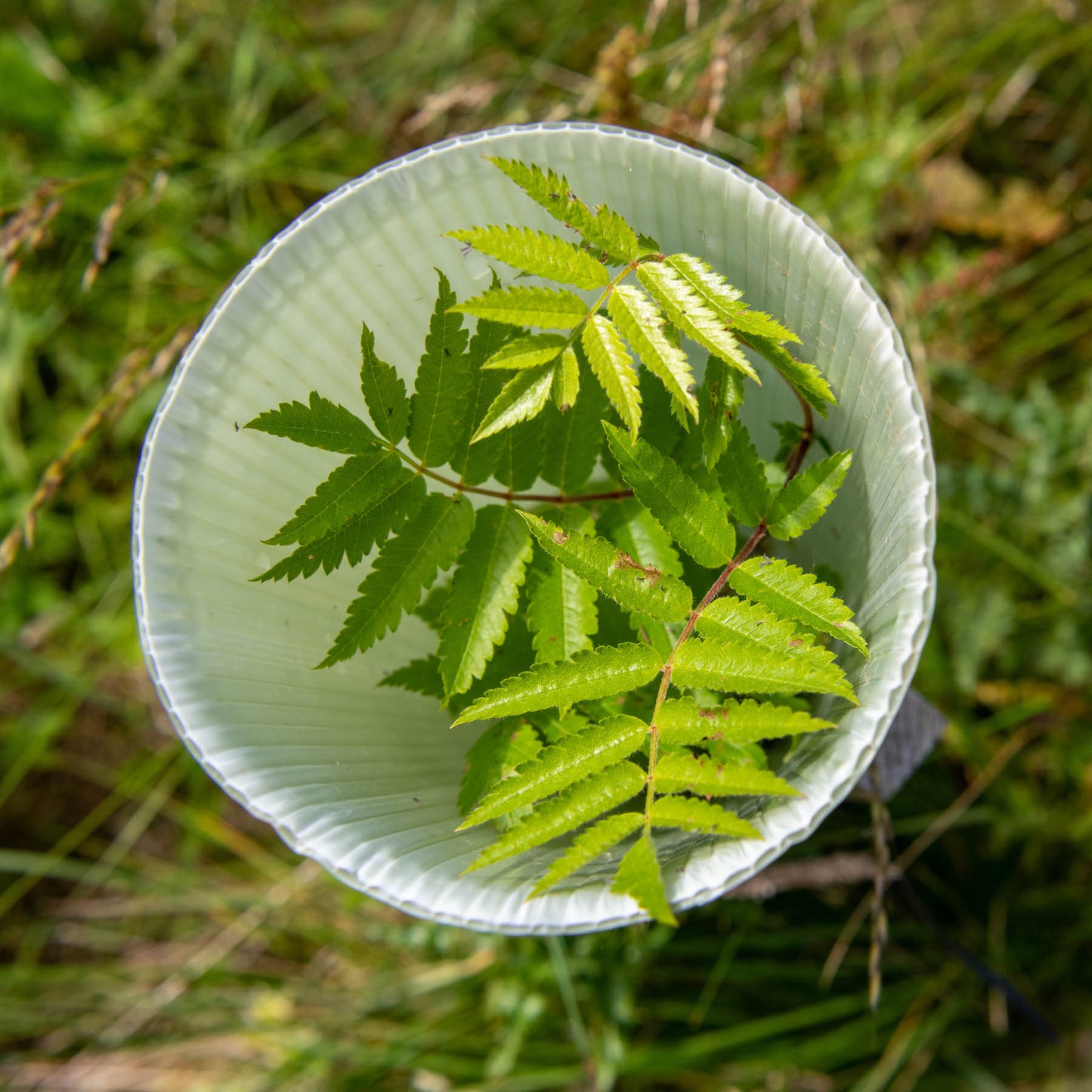 Overhead view of a white plastic tree guard containing young green leaves of a growing plant, set amidst grass, exemplifying the practice of planting trees in the UK.