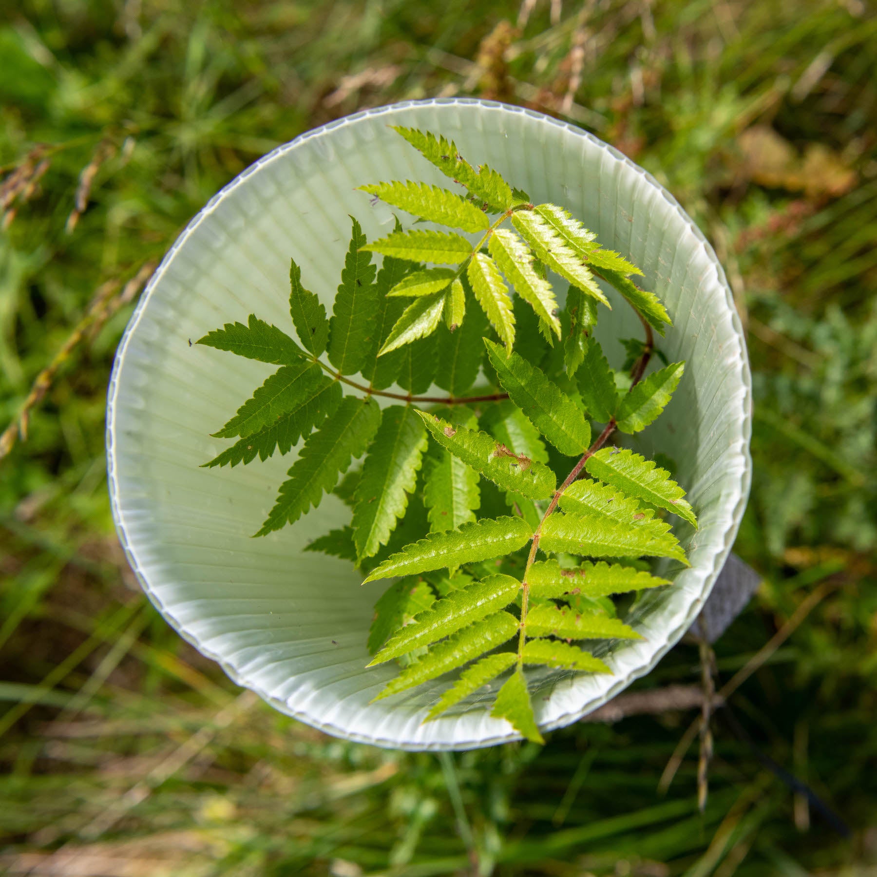 Overhead view of a white plastic tree guard containing young green leaves of a growing plant, set amidst grass, exemplifying the practice of planting trees in the UK.