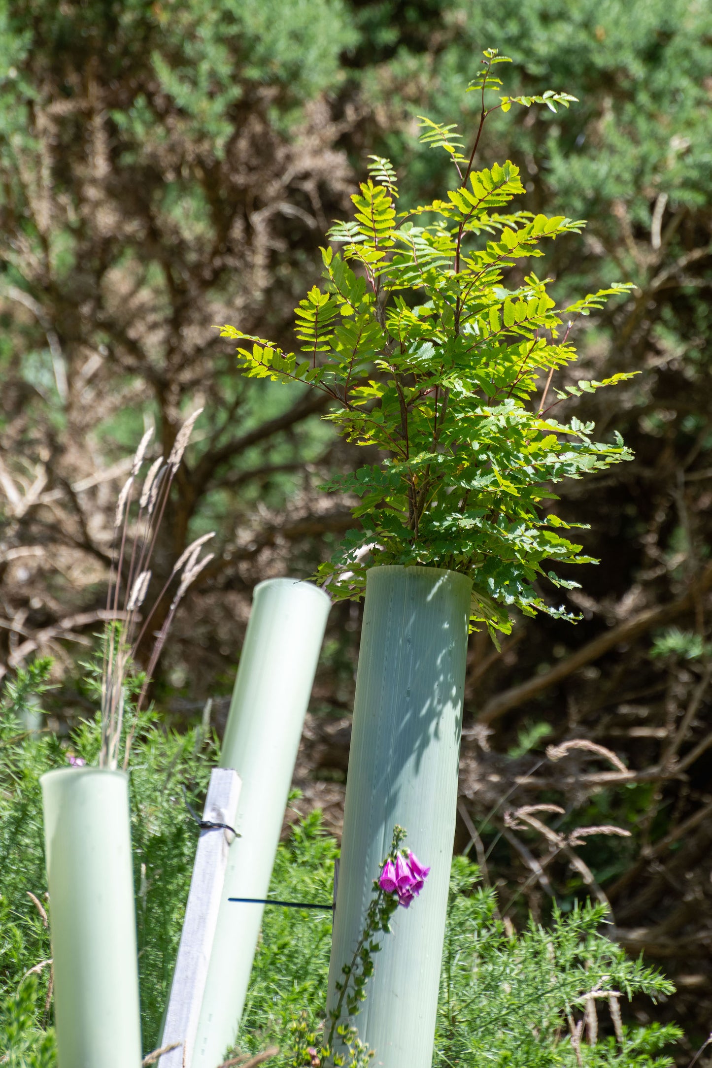 Small sapling emerging from a protective plastic tube with two other tubes visible nearby; surrounding area is green with dense vegetation in the background, showcasing tree planting in the UK.