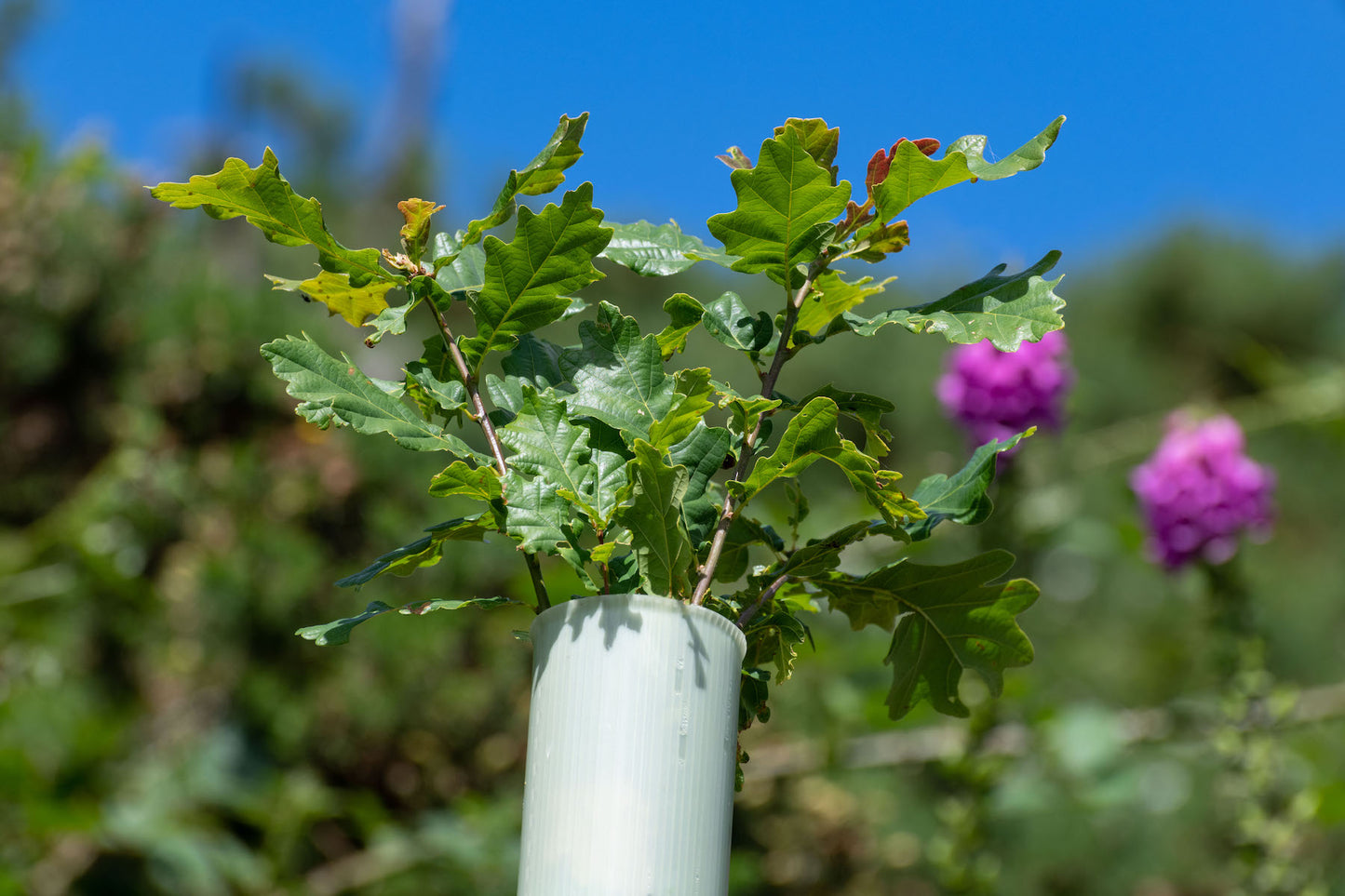 A young oak sapling in a protective white plastic tube, boasting green leaves against a backdrop of bright blue sky and blurred pink flowers.