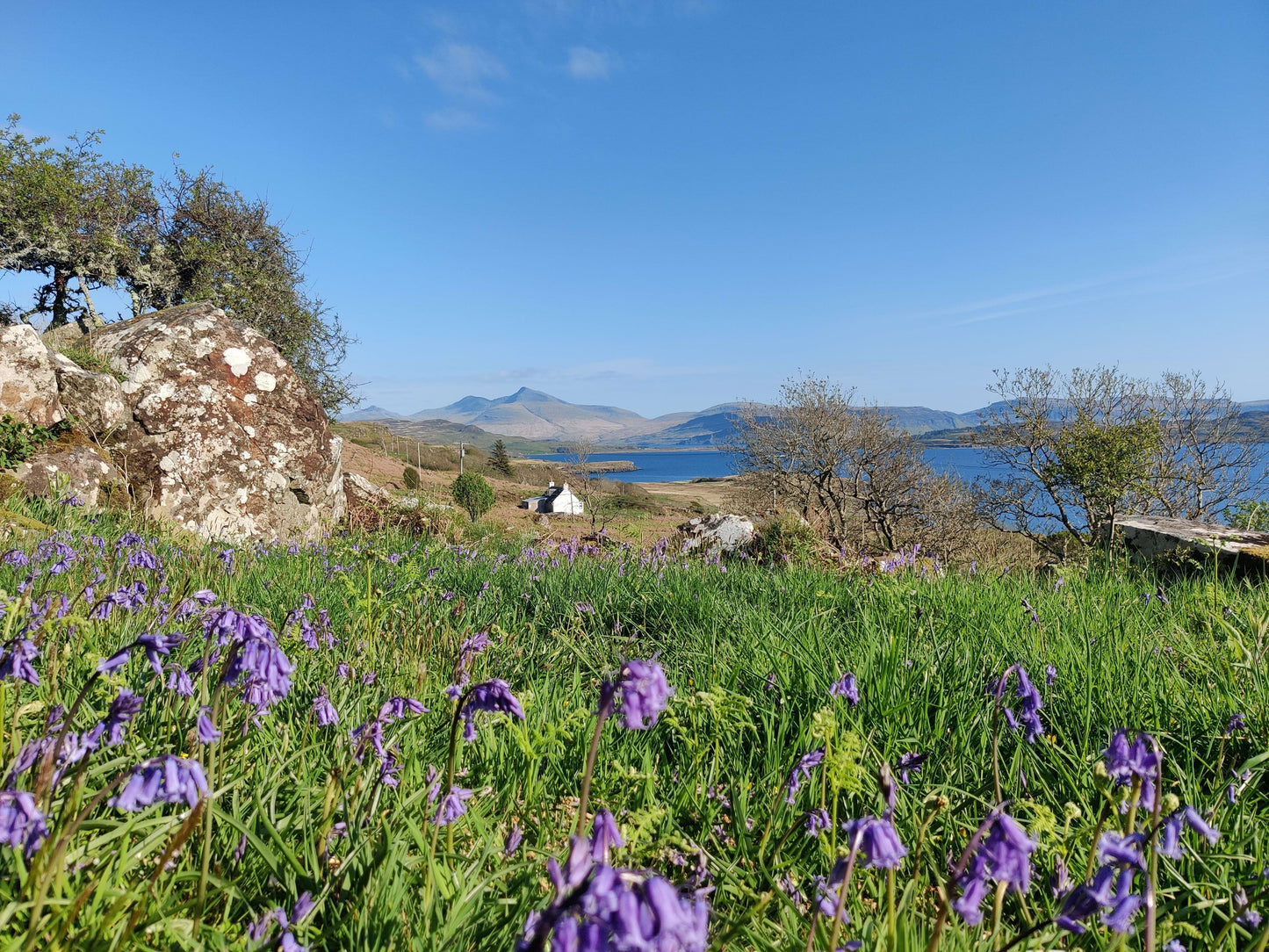 Landscape with purple flowers, grass, and a body of water under a clear blue sky.