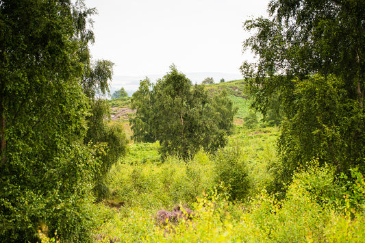 A lush, green forest landscape with dense trees and shrubs, set against a hazy sky and distant hills, thriving as part of an afforestation project.