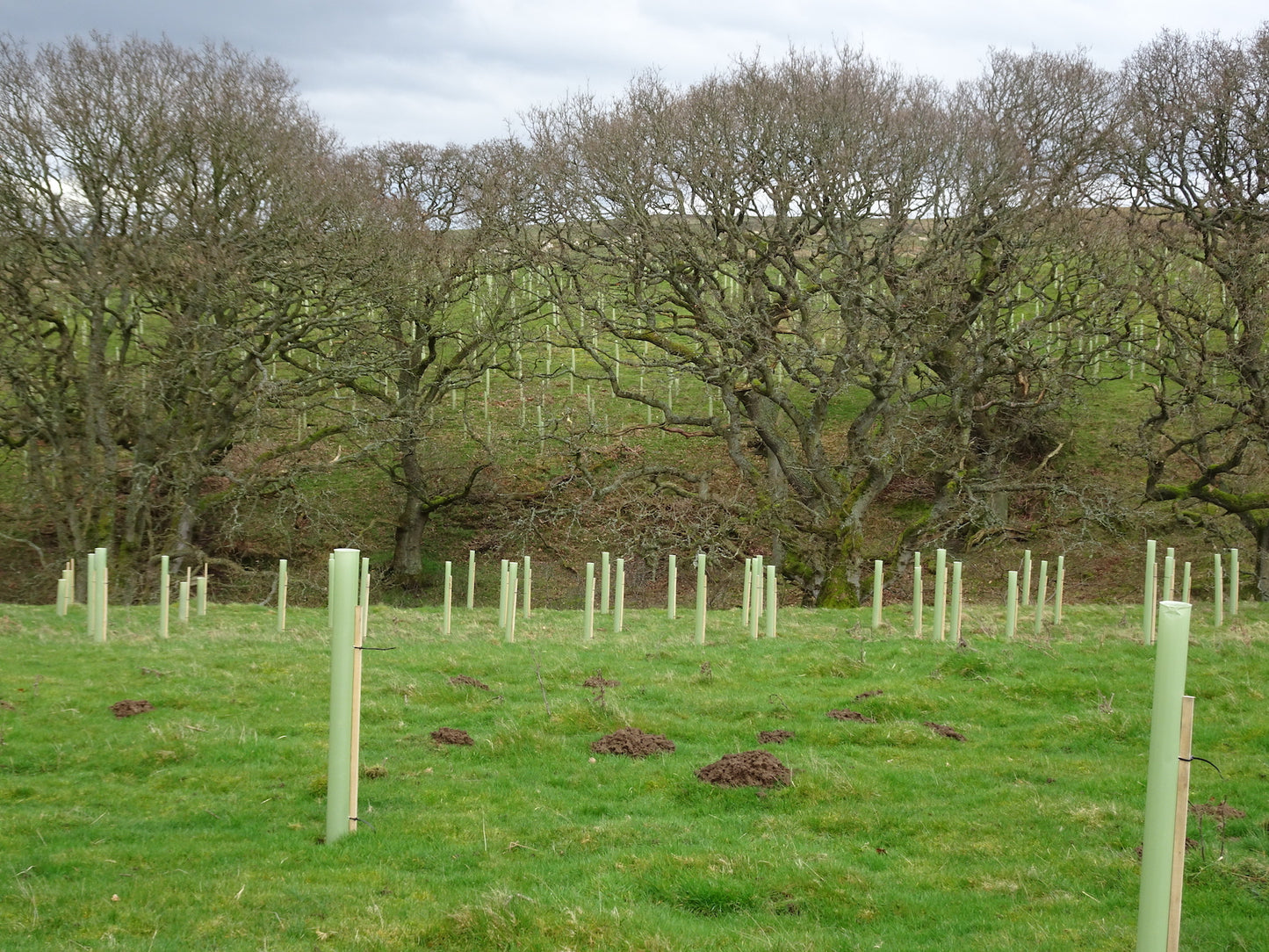 Whitton Wood