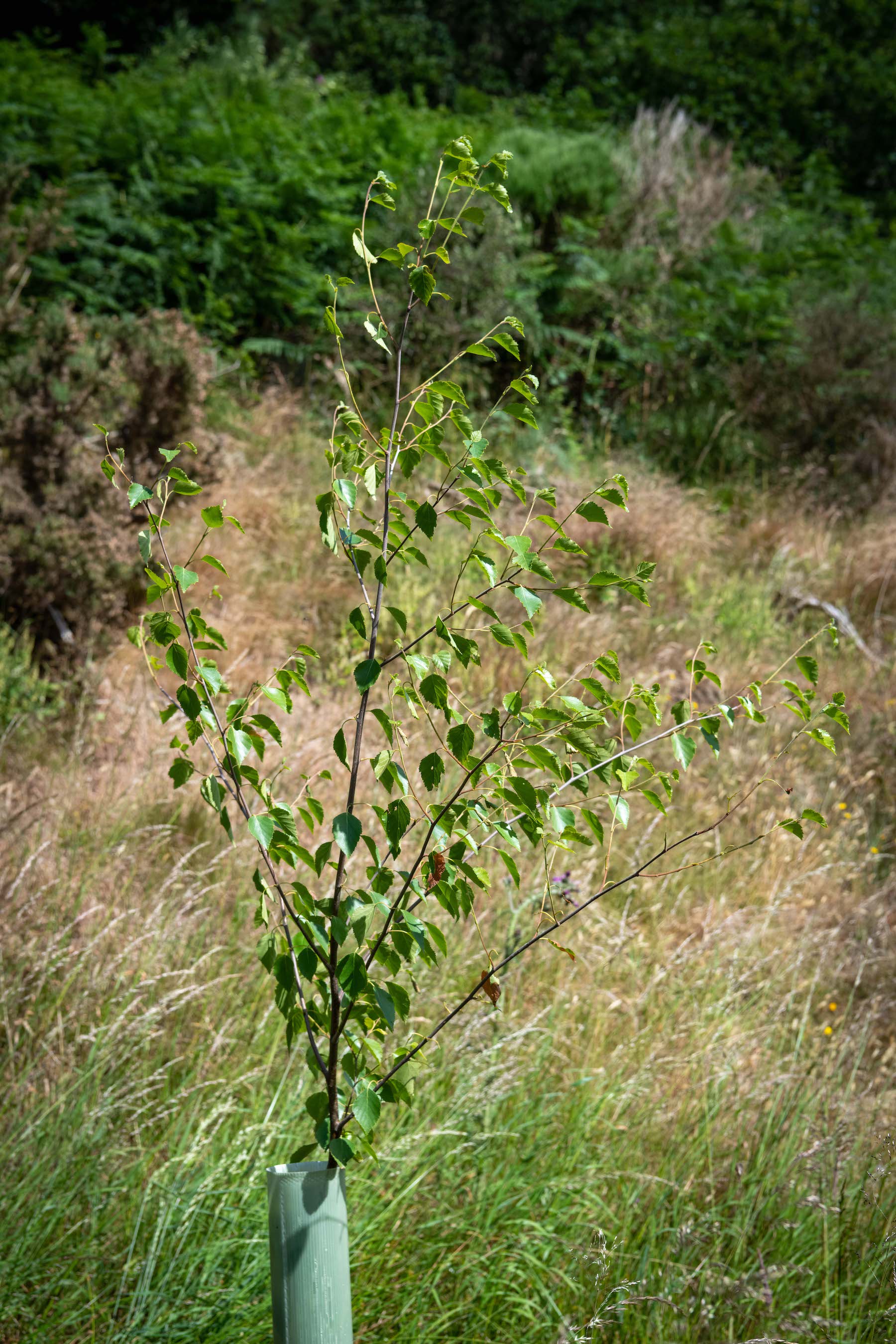 A young tree with green leaves in a protective tube grows in a grassy field with dense green foliage in the background.