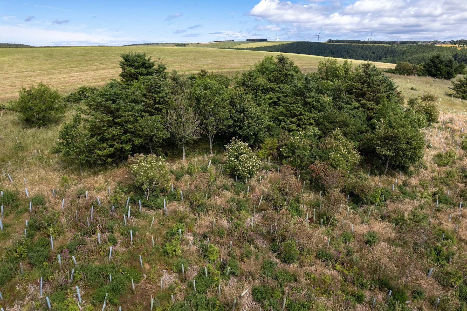 Aerial view of a rural UK landscape showing a mix of grassy fields and a dense cluster of trees, part of an inspiring woodland creation project, under a partly cloudy sky.