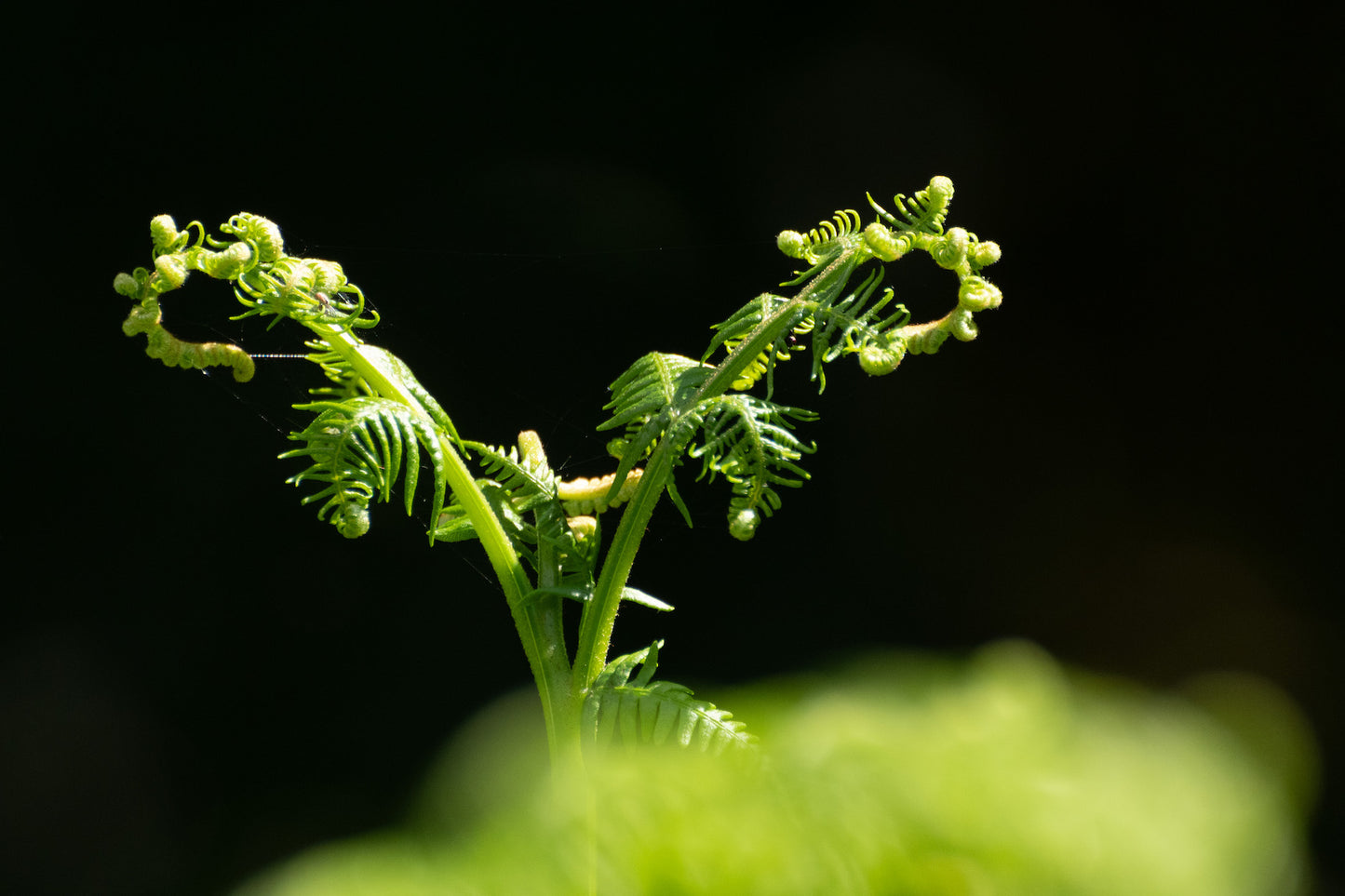 Close-up of a young, coiled fern frond with a dark background, showing small green curl formations and vibrant green leaves.