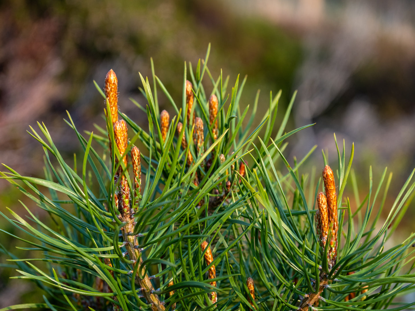 Close up of orange and green Norway Spruce needles