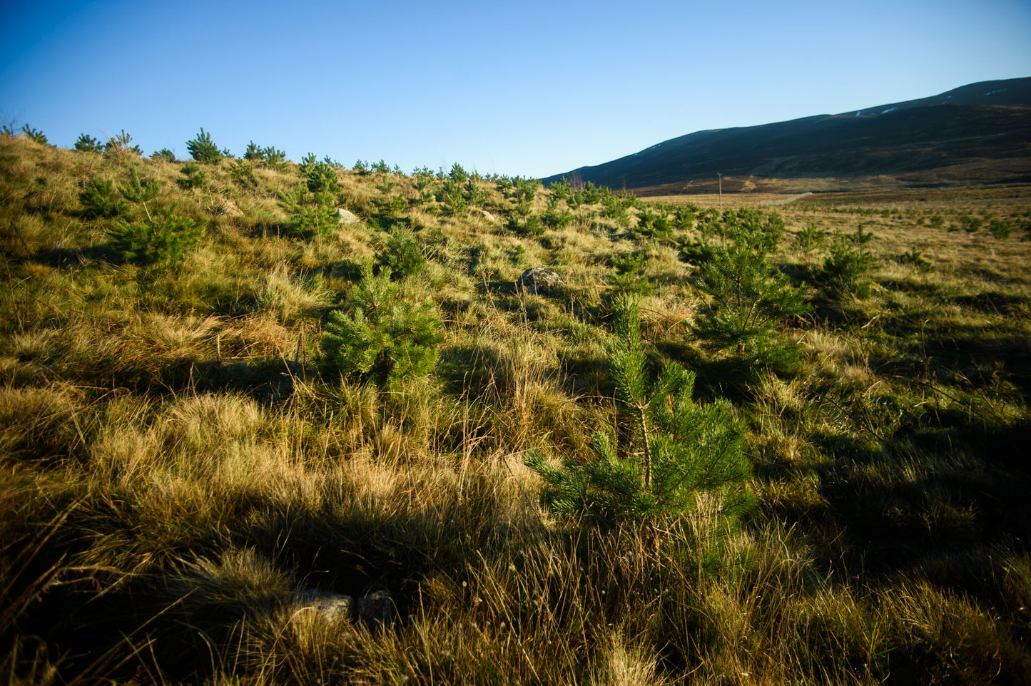 A grassy hillside with numerous young pine trees, part of a tree planting initiative in Scotland, under a clear blue sky, with a mountain range in the background.