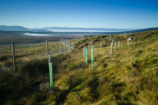 A fenced grassy hillside with young tree saplings in protective tree guards.