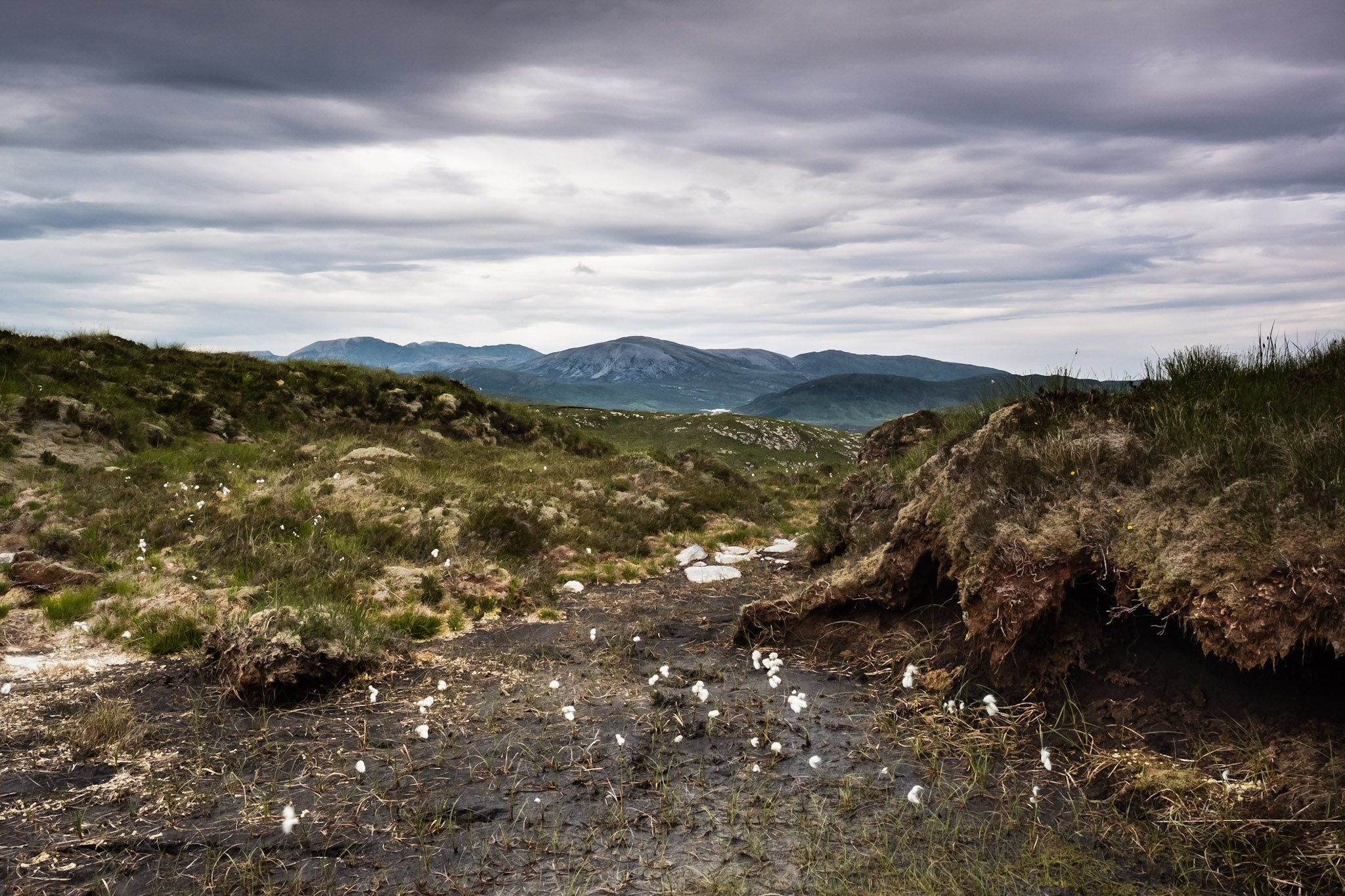 A mountain landscape unfolds under an overcast sky, where grassy hills and patches of dirt blend seamlessly with scattered white flowers, whispering secrets of the ancient peatland in the foreground.