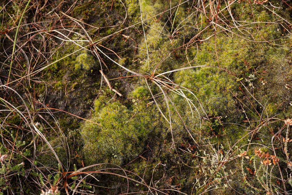 A close-up of green moss and scattered dry grass on the ground, taken on a lush peatland.