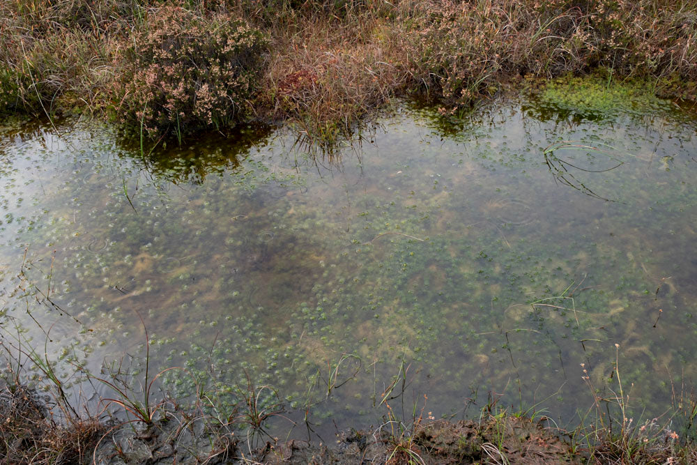 A small, stagnant pond with green algae and aquatic plants is surrounded by dry grass and reeds, showing signs of a healthy peatland.