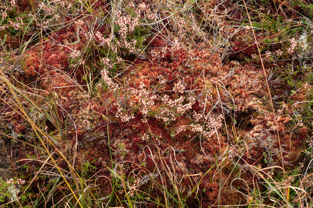 A close-up view of a patch of moss and grass, with small pink flowers and varying shades of green and red foliage.