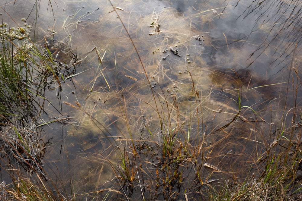 Shallow water with submerged and floating aquatic vegetation in a marshy area, transected by sparse grass and plants at the water's edge.